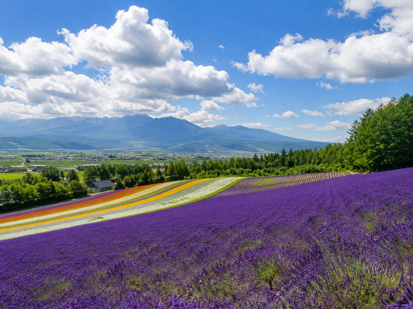 富良野富田農場花田